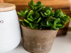 Money Plant VS Coin Plant: మనీ ప్లాంట్ లేదా కాయిన్ ప్లాంట్... రెండింటిలో ఏది పెంచితే మీ ఇంట్లో సిరిసంపదలు పెరుగుతాయి?