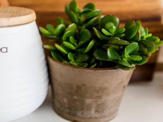 Money Plant VS Coin Plant: మనీ ప్లాంట్ లేదా కాయిన్ ప్లాంట్... రెండింటిలో ఏది పెంచితే మీ ఇంట్లో సిరిసంపదలు పెరుగుతాయి? Money Plant VS Coin Plant: మనీ ప్లాంట్ లేదా కాయిన్ ప్లాంట్... రెండింటిలో ఏది పెంచితే మీ ఇంట్లో సిరిసంపదలు పెరుగుతాయి?