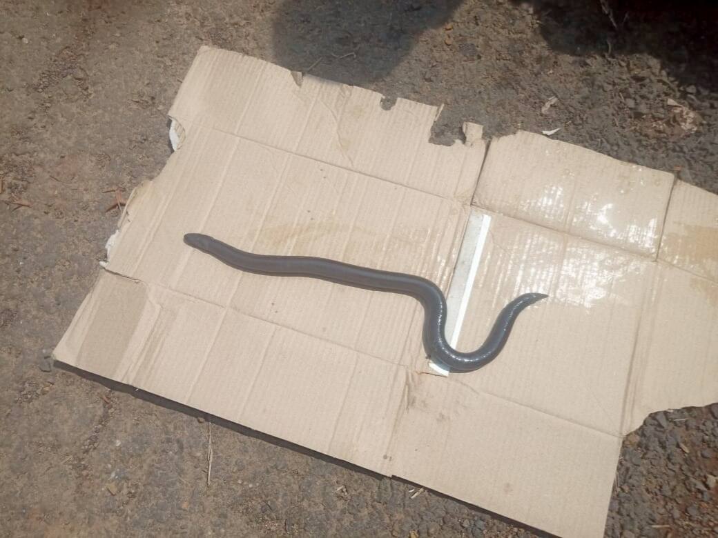 Sicilian | विक्रमगडमध्ये आढळला दुर्मिळ देवगांडूळ! काय आहेत वैशिष्ट्ये जाणून घ्या