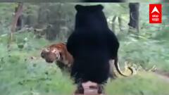 Tadoba : ताडोबात अस्वल आणि वाघीण एकमेकांसमोर, पर्यटकांनी श्वास रोखला