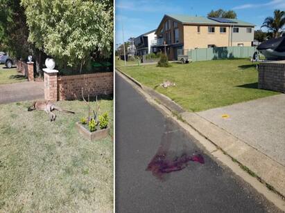 Youths brutally kill 14 kangaroos in Australia. 14 கங்காருக்கள் கொடூர கொலை: ஆஸி.,யில் அட்டூழியம் செய்த இளைஞர்கள் கைது!
