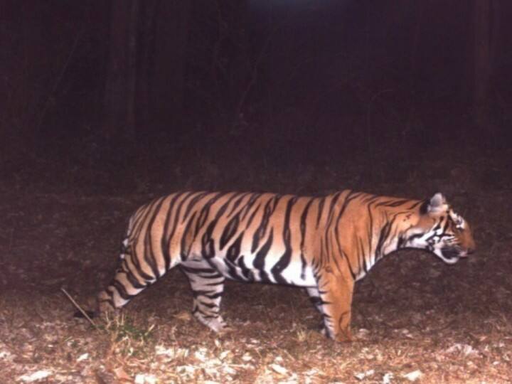 The search for the escaped T23 tiger is in full swing Man eater gudalur மீண்டும் தப்பிய டி 23 புலி... தேடும் பணிகள் தீவிரம் ; பொதுமக்களுக்கு எச்சரிக்கை..