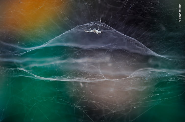 Il fotografo naturalista dell’anno 2021 vince il video di sesso con pesci esplosivi di 10 anni su R Hebar