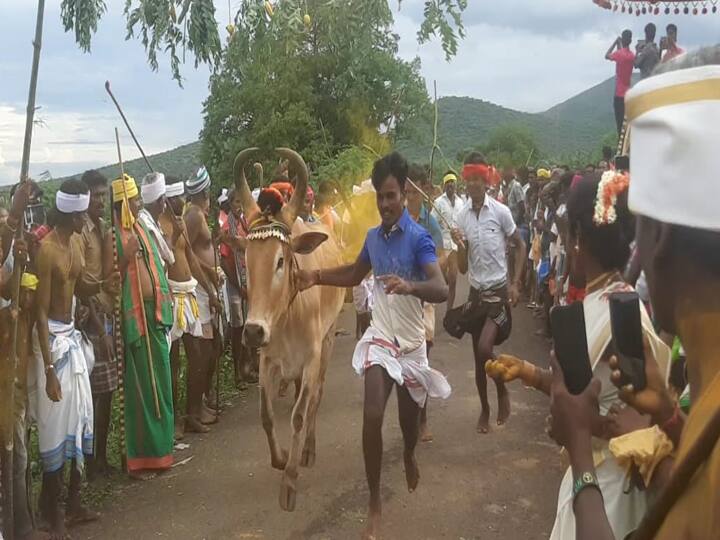 Dindigul: Cows cross the flower garland near Sendurai திண்டுக்கல் : செந்துறை அருகே நடந்த மாடுகள் மாலை தாண்டும் வினோத போட்டி..!