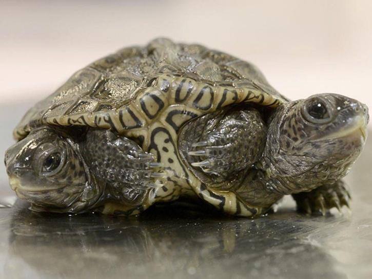 rare diamond back turtle born with 2 heads and 6 legs in massecheuts america 2 தலை 6 கால்கள் : மாசெச்சூட்ஸில் பிறந்த ’மாற்றான்’ ஆமைகள்!