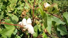 Cotton : हमीभावापेक्षा कापसाला जास्त दर, सध्या साडे सात हजारपर्यंतचा दर, उत्पादकांची शेतकरी हमी केंद्राकडे पाठ