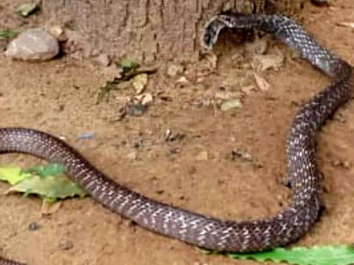 Bihar News: two people in critical condition due to snake bite in Bhojpur admitted to Arrah Sadar Hospital ann Bihar News: भोजपुर में सांप के काटने से दो लोगों की हालत बिगड़ी, आरा सदर अस्पताल में कराया गया भर्ती