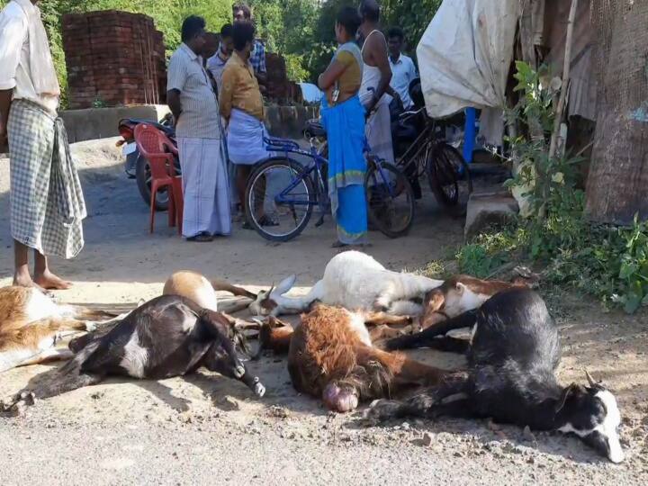 15 goats die after eating poisoned rice near mayiladuthurai மயிலாடுதுறையில் விஷம் கலந்த அரிசியை சாப்பிட்ட 15 ஆடுகள் உயிரிழப்பு - போலீஸ் விசாரணை