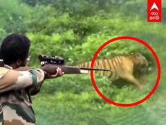 T23 Tiger Latest News: துப்பாக்கியிலிருந்து பாய்ந்த மயக்க ஊசி.. தவறிய குறி.. தப்பிய டி23