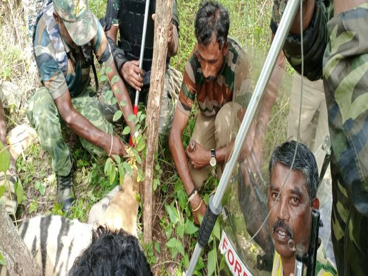 டி 23 புலியுடன் வனத்துறையினர்