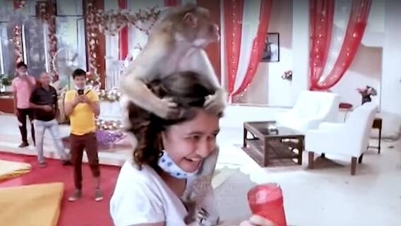 Monkey raises the entertainment quotient on the sets of 'Ghum Hai Kisikey Pyaar Meiin'