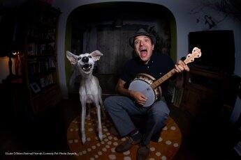 వీటిలో ఫైనల్‌కి 40 ఎంట్రీలు అర్హత సాధించాయి. (Photo Credit/corey Seeman-Animal Friends Comedy Pet Photo Awards)