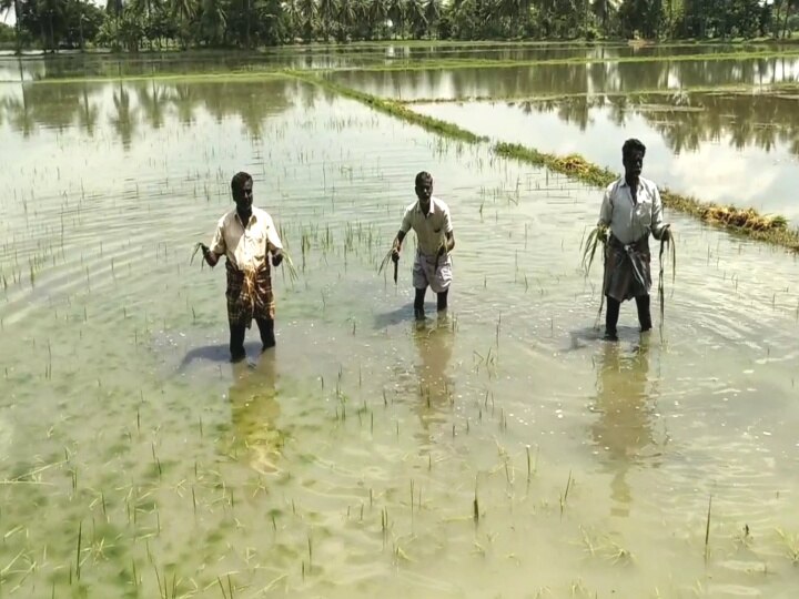 மயிலாடுதுறையில் தொடர் மழை-10 ஆயிரம் ஏக்கர் நடவு செய்யப்பட்ட சம்பா பயிர்கள் நீரில் மூழ்கி சேதம்