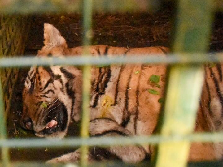 Forest Minister Ramachandran says T 23 tiger will be treated in Mysore ’டி 23 புலிக்கு மைசூரில் சிகிச்சை’ – வனத்துறை அமைச்சர் ராமச்சந்திரன் பேட்டி