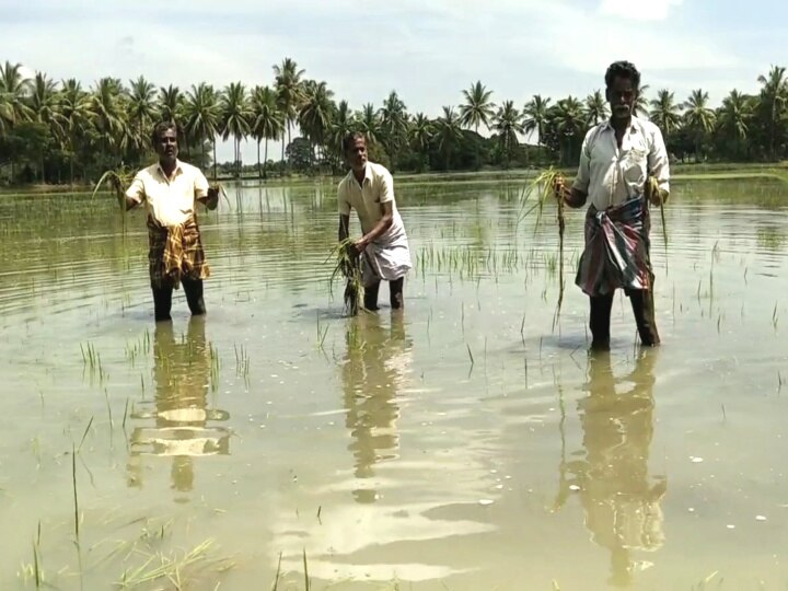 மயிலாடுதுறையில் தொடர் மழை-10 ஆயிரம் ஏக்கர் நடவு செய்யப்பட்ட சம்பா பயிர்கள் நீரில் மூழ்கி சேதம்