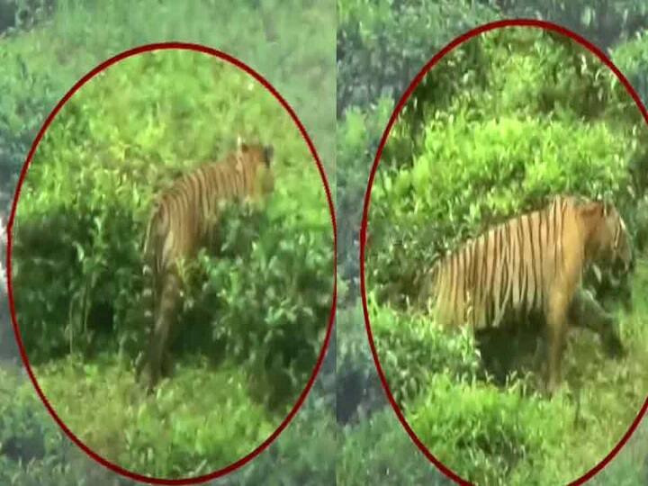 Nilagiri Masinagudi T23 caught by police by giving sedative நீலகிரி, மசினகுடி வனப்பகுதியில், தேடப்பட்டு வந்த T-23 புலி பிடிபட்டது..! (Watch Video)