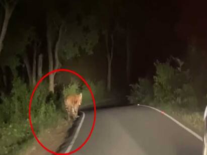 T-23 tiger escapes after being injected with anesthetic மயக்க ஊசி செலுத்தியும் தப்பிய டி-23 புலி - புலியை பிடிக்க வனத்துறை தீவிரம்!