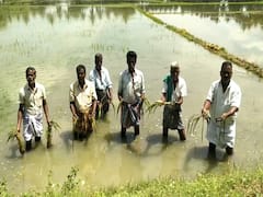 மயிலாடுதுறையில் தொடர் மழை-10 ஆயிரம் ஏக்கர் நடவு செய்யப்பட்ட சம்பா பயிர்கள் நீரில் மூழ்கி சேதம்