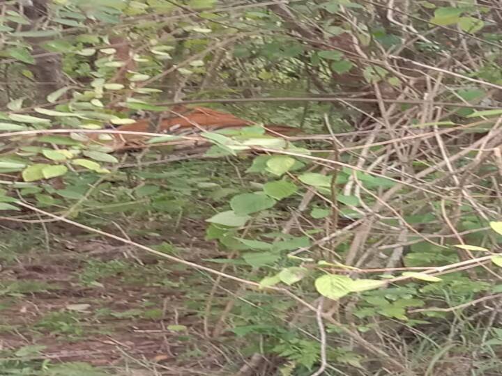 புதருக்குள் மயங்கி கிடந்த புலி
