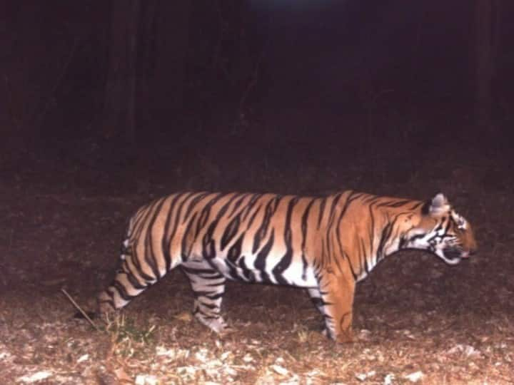 T 23 Tiger Captured by forest department at masinagudi mayar forest OPERATION T23 : பிடிபட்டது தேடப்பட்டு வந்த டி 23 புலி ; பிடிபட்டது எப்படி?