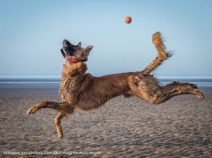 Comedy Pet Photo Awards 2021: కామెడీ పెట్ ఫొటో అవార్డ్స్ 2021 ఫైనల్కి అర్హత సాధించిన ఫొటోలు... చూస్తే వావ్ అనాల్సిందే Comedy Pet Photo Awards 2021: కామెడీ పెట్ ఫొటో అవార్డ్స్ 2021 ఫైనల్కి అర్హత సాధించిన ఫొటోలు... చూస్తే వావ్ అనాల్సిందే