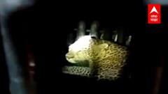 आरे वसाहतीमध्ये आणखी एक बिबट्या जेरबंद