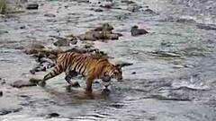 Special Report : यंदा व्याघ्र गणना 'पेपरलेस' ; राष्ट्रीय व्याघ्र प्राधिकरणाचा निर्णय ABP Majha