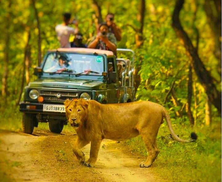 Nature Safari Park open to tourists after four months of vacation આજથી થઈ શકશે સિંહ દર્શન, ચાર મહિનાના વેકેશન બાદ નેચર સફારી પાર્ક પ્રવાસીઓ માટે ખુલ્લુ