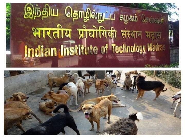 45 dogs dead in Chennai IIT, Police complaint filed against IIT-Madras Registrar IIT-Madras: ’சென்னை ஐஐடியில் அடைத்து வைக்கப்பட்டு கொடுமை’ 45 நாய்கள் உயிரிழப்பு..!
