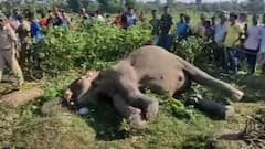 North Bengal: ফের উত্তরবঙ্গে হাতির মৃত্যু | Bangla News