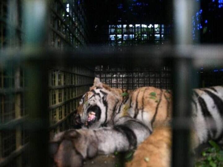 Tiger T23 fine and roaring, being treated for wounds decreased hemoglobin T23 புலிக்கு உடல்நல குறைவு, ஹீமோகுளோபின் குறைந்ததால் தொடர்ந்து சிகிச்சை!
