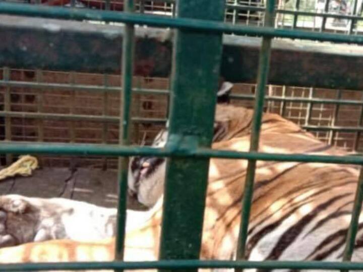 Tamil Nadu: Tiger 'T23' Captured Alive After 22-Day Operation, To Be Sent To Mysore Zoo Tamil Nadu: Tiger 'T23' Captured Alive After 22-Day Operation, To Be Sent To Mysore Zoo