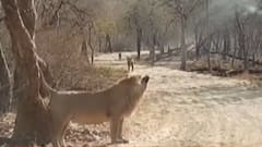 આજથી ગિરનાર સફારી નેચર પાર્ક પ્રવાસીઓ માટે ખુલ્લું, જુઓ ગુજરાતી ન્યુઝ