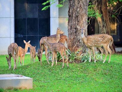 2 deer were bitten by dogs while searching for water on griwala road கிரிவலப் பாதையில் தண்ணீரைத் தேடி வந்த 2 மான்கள் நாய்கள் கடித்து சாவு