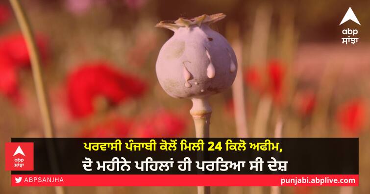 24 kg of opium recovered from Punjabi immigrant, had returned to the country two months ago ਪਰਵਾਸੀ ਪੰਜਾਬੀ ਕੋਲੋਂ ਮਿਲੀ 24 ਕਿਲੋ ਅਫੀਮ, ਦੋ ਮਹੀਨੇ ਪਹਿਲਾਂ ਹੀ ਪਰਤਿਆ ਸੀ ਦੇਸ਼