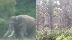 Bankura: বেলিয়াতোড়ে ফসলের খেতে হাতির পালের তাণ্ডব, বন দফতরের ভূমিকায় ক্ষোভ | Bangla News