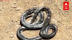 Sangli Snake Bite : सांगलीत मण्यार जातीच्या विषारी सापाच्या दंशामुळे भावा - बहिणीचा मृत्यू