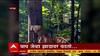 Madhyapradesh Tiger : वाघ चक्क झाडावर, पेंच अभयारण्यातील व्हिडीओ व्हायरल ABP Majha