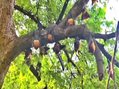 Bats Always Hang Upside Down : आकाशात उडणारी वटवाघुळं ही सत्सन प्राणी आहेत.