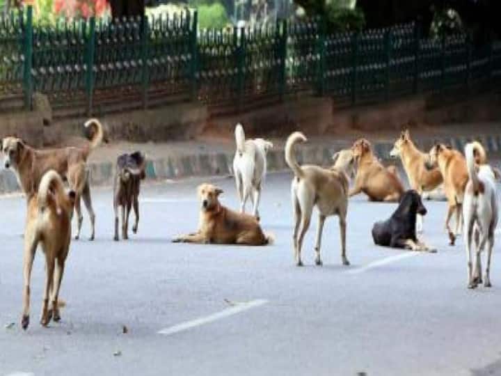 Madurai Corporation areas 32 people died of rabies due to dog bites இதென்ன கொடுமை! மதுரையில் நாய்கள் கடித்து 32 பேர் மரணம் - என்னப்பா சொல்றீங்க?