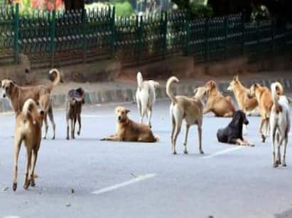 Madurai Corporation areas 32 people died of rabies due to dog bites இதென்ன கொடுமை! மதுரையில் நாய்கள் கடித்து 32 பேர் மரணம் - என்னப்பா சொல்றீங்க?
