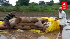 Maharashtra Rain : परतीच्या पावसामुळे शेतकरी हवालदिल; कापूस आणि सोयाबिनचं मोठ्या प्रमाणात नुकसान