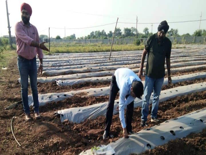 Strawberry farming becoming beneficial for farmers in Bundelkhand ann Strawberry Farming in Jhansi: झांसी में स्ट्रॉबेरी की खेती किसानों को दे रही आमदनी का नया जरिया, बुंदेलखंड में नई पहचान