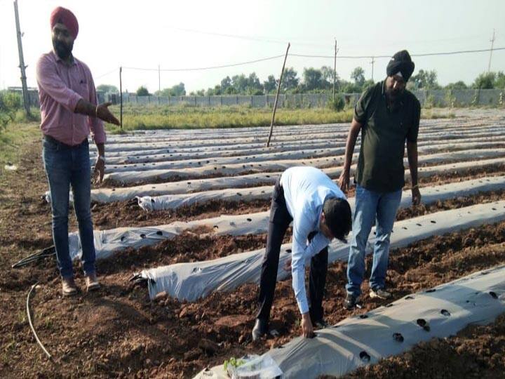 Strawberry Farming in Jhansi: झांसी में स्ट्रॉबेरी की खेती किसानों को दे रही आमदनी का नया जरिया, बुंदेलखंड में नई पहचान