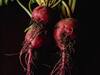Beetroot Benefits: ఎర్రెర్రని బీట్ రూట్... తింటే మగవారికి ఎంతో మేలు