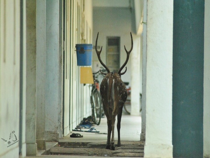 IIT Madras Stray Dog Issue: மான்களைக் காப்பாற்ற 45 நாய்கள் கொலையா? விஸ்வரூபம் எடுக்கும் சென்னை ஐஐடி விவகாரம்!!