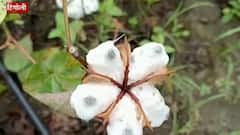 Maharashtra Rain : आणखी किती नुकसान करणार? राज्यात परतीच्या पावसाचं थैमान Special Report