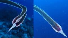 ਬਗੈਰ ਅੱਖ-ਮੂੰਹ ਸਮੁੰਦਰ 'ਚ ਵੇਖਿਆ ਏਲੀਅਨ ਵਰਗਾ ਜੀਵ! ਗੋਤਾਖੋਰ ਹੈਰਾਨ, ਮਾਹਰਾਂ ਨੇ ਦੱਸੀ ਪਛਾਣ