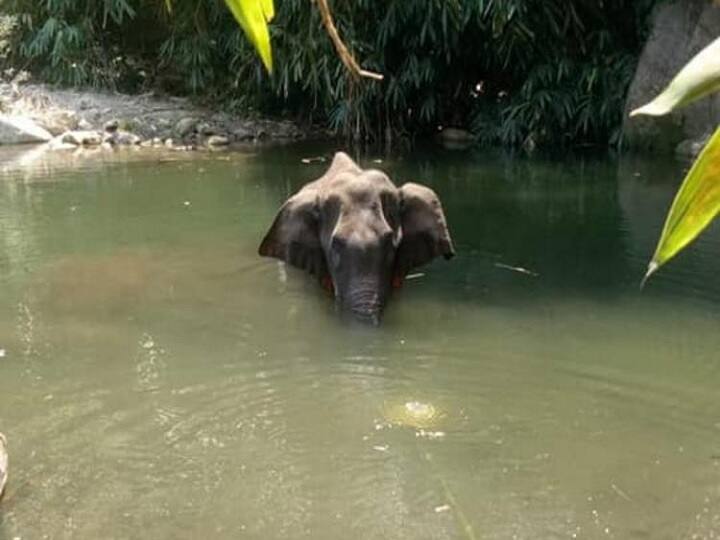 Accused in killing of pregnant elephant in Kerala surrenders after 1.5 years கேரளா: அன்னாச்சி பழத்தில் வெடிவைத்து கர்ப்பிணி யானை கொல்லப்பட்ட வழக்கு... 1.5 ஆண்டுகளுக்கு பிறகு திடீர் திருப்பம்