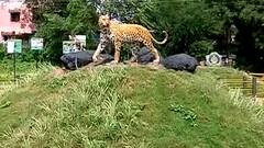 Nashik : नाशकात मानव-बिबट्या सहजीवन जागृती केंद्र, निफाडमधील 1 हेक्टर परिसरात वन उद्यान